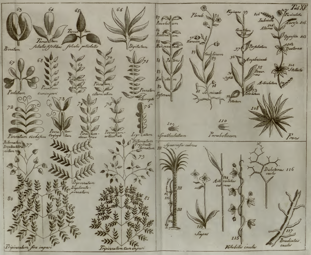 Ilustração da Palavra do Dia